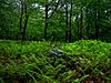 A field of ferns with a green forest behind