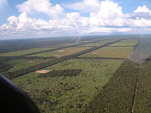 ParaguayChaco Clearings for cattle grazing