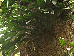 Pholidota imbricata 04