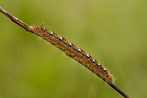 Phyllodesma ilicifolia caterpillar - Niitvälja bog