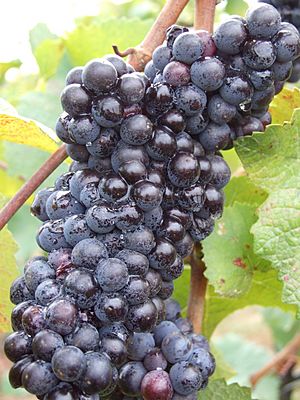 Pinot Noir grapes after veraison