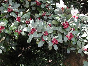 Pittosporum crassifolium (foliage & flowers).jpg