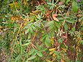 Polylepis australis leaves at Dundee Botanic Garden 2