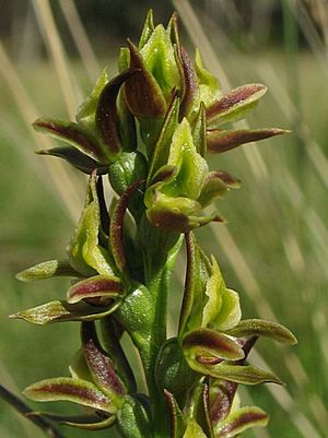 Prasophyllum canaliculatum.jpg