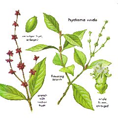 Psychotria viridis