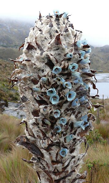 Puya clava-herculis 5