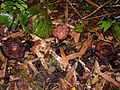 Rafflesia sp Kinabalu2