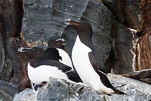 Razorbill (Alca torda) (13668086884)