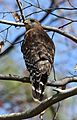 Red-shouldered hawk in Dunwoody