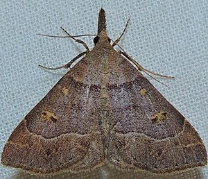 Renia flavipunctalis - Yellow-spotted Renia Moth (15464305183).jpg