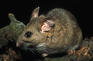Riparian woodrat neotoma fuscipes riparia endangered mammal species.jpg