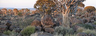 SAC Namibia-bushveld