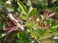 Schinus terebinthifolius leaves