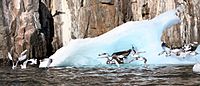 Seabirds and iceberg at Coburg Island
