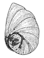 Semisulcospira libertina operculum