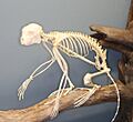 Sifaka Skeleton