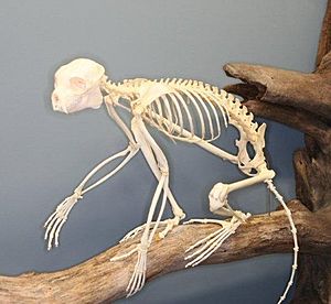 Sifaka Skeleton