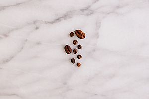 Size Comparison Racemosa Bean Liberica Bean Arabica Bean