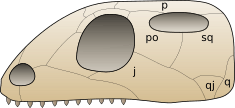 Skull euryapsida 1