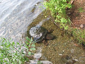 Snapping Turtle in Cross Lake, Ontario, 2017