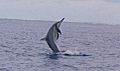 Spinner Dolphin at midway