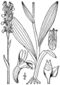 Spiranthes lucida (as Ibidium plantagineum) BB-1913