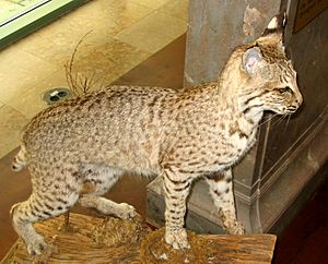 Taxidermied bobcat