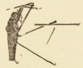 Telmatrechus stali Scudder 1890 pl2 Fig12