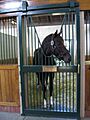 Tiznow horse