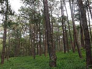 Trees near UP Baguio (Baguio, Benguet)(2018-11-26)