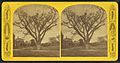 Washington elm, Cambridge, Mass, from Robert N. Dennis collection of stereoscopic views