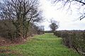 Westhall Wood, near Rickinghall - geograph.org.uk - 338184