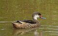 White-cheeked Pintail in pond