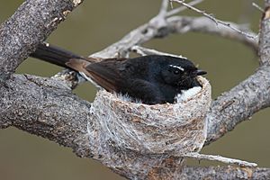 Willie wagtail in nest