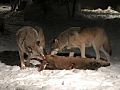 Photograph of two wolves eating a deer carcass at night