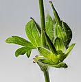 (MHNT) Geranium molle - Immature fruit