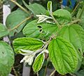 (Ziziphus jujuba) Foliage at Ammuguda 01