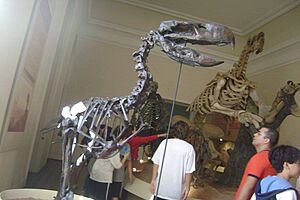1064376 - Megafauna - Museu Nacional de História Natural UFRJ - 22 Outubro 2010 - Rio de Janeiro - Brazil