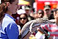 A Sea World assistant presents Charlie the alligator to an audience during the 18th annual Kids First Fair at the Paige Field House 130427-M-IQ377-023