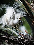 A snowy egret and its hatchlings