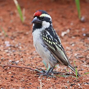 Acacia pied barbet-1209 - Flickr - Ragnhild & Neil Crawford.jpg