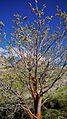Acer macrophyllum 1