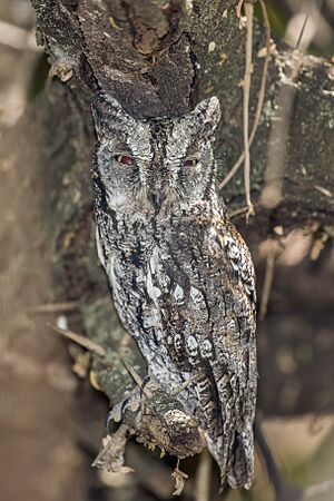 African-scops owl (Otus senegalensis) male.jpg