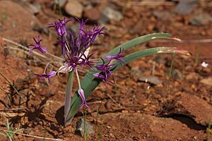 Allium falcifolium 4584.JPG
