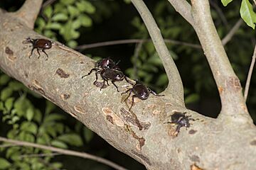 Allomyrina dichotomus (41753465140)