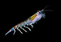 Antarctic krill Facts for Kids