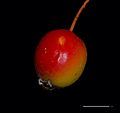 Apple - Malus florentina - Florentine crabapple - hawthorn-leaf crabapple - Italienischer Zierapfel