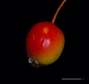Apple - Malus florentina - Florentine crabapple - hawthorn-leaf crabapple - Italienischer Zierapfel