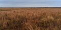 Attwater Prairie Chicken National Wildlife Refuge, Colorado County, Texas, USA (11 November 2017)