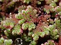 Azolla caroliniana kz04